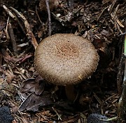 Inocybe lacera s.l. (sandy shore)