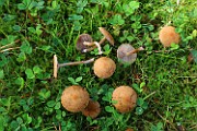 Inocybe leptocystis