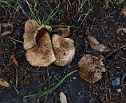 Inocybe sp. 01