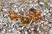 Kuehneromyces lignicola
