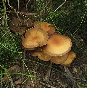 Kuehneromyces mutabilis