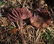 Laccaria amethystina