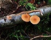 Laccaria bicolor