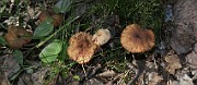 Laccaria proxima