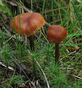 Laccaria tortilis