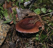 Lactarius camphoratus