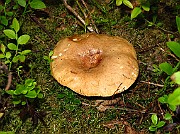 Lactarius cf hysginus