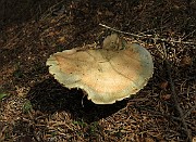 Lactarius deterrimus