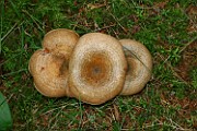 Lactarius fennoscandicus