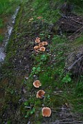 Lactarius helvus