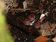 Lactarius pilatii