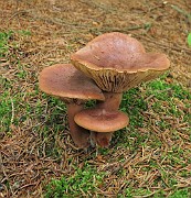 Lactarius rufus