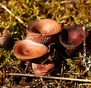 Lactarius sphagneti