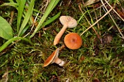 Lactarius tabidus