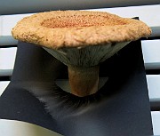 Lactarius torminosus