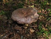 Lactarius trivialis