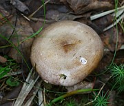 Lactarius uvidus