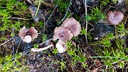 Lactarius vietus
