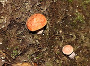 Lactarius volemus