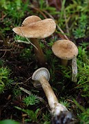 Lepista gilva
