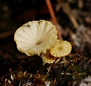 Lichenomphalia umbellifera
