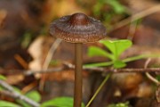 Lyophyllum palustre