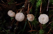 Marasmiellus perforans