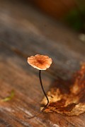 Marasmius androsaceus