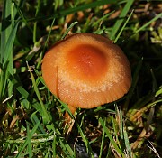 Marasmius oreades