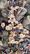Marasmius scorodonius