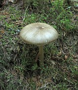 Megacollybia platyphylla