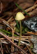 Mycena epipterygia