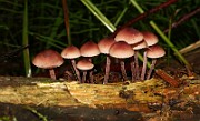 Mycena haematopus