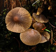 Mycena inclinata