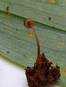 Mycena picta