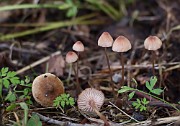 Mycena rubromarginata