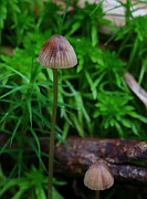Mycena sanguinolenta
