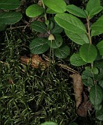 Mycena sp. 01