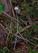 Mycena sp. 02