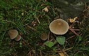 Mycena stipata