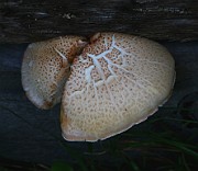 Neolentinus lepideus