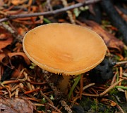 Notholepista subzonalis