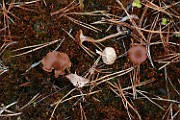 Omphalina pyxidata