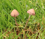 Panaeolina foenisecii