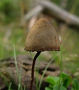 Panaeolus sphinctrinus
