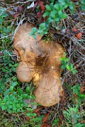 Paxillus atrotomentosus