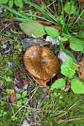 Paxillus filamentosus