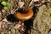 Paxillus involutus