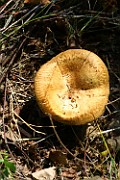 Paxillus sp. 01