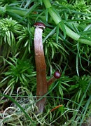 Phaeogalera stagnina